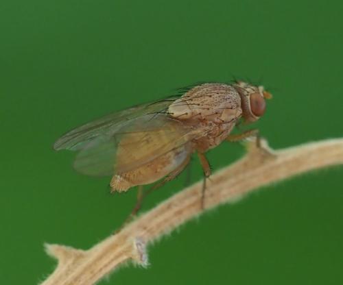 Minettia sp.
